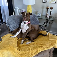 adopt a pet