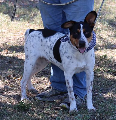 Bandera, TX - Cattle Dog. Meet Lolo a Pet for Adoption - AdoptaPet.com