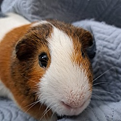 Photo of George II Pig