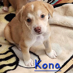 Photo of Kona