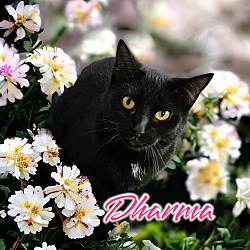 Photo of Dharma