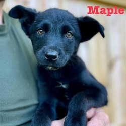 Thumbnail photo of Maple #2