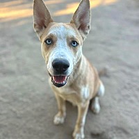 adopt a pet