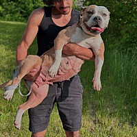 adopt a pet