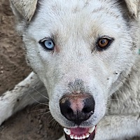 adopt-pet