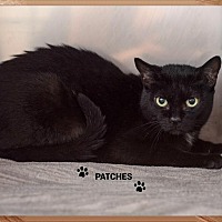 adopt-pet