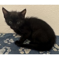 adopt-pet