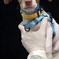 adopt a pet