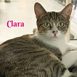 Thumbnail photo of Clara #1