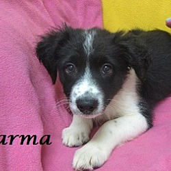 Thumbnail photo of Carma #3