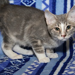 Thumbnail photo of Zazzy (Purrty Girl's Kitten) #3