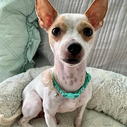 Photo of Tippy