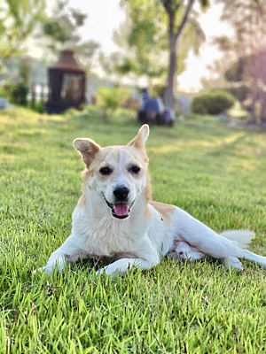 Bayside, NY - Jack Russell Terrier/Jindo. Meet Mary a Pet for Adoption ...