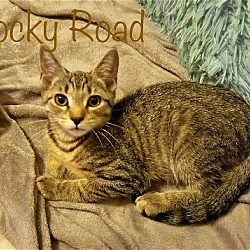 Photo of Rocky Road *older kitten*