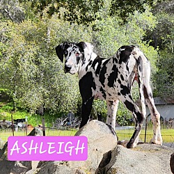 Photo of Ashleigh