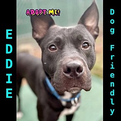 Thumbnail photo of Eddie #3