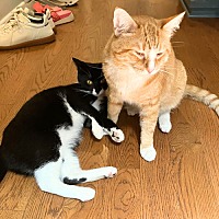 adopt a pet