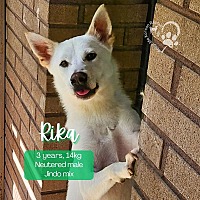 adopt-pet