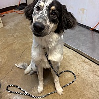 adopt a pet