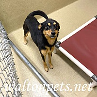 adopt a pet
