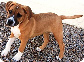 saint mastiff puppies