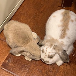 Photo of 2 Rabbits Need New Home