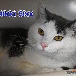 Thumbnail photo of Nikki Sixx #1