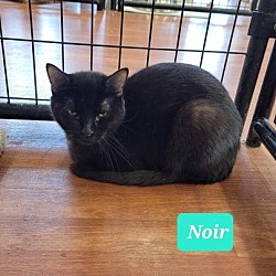 Photo of Noir