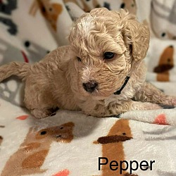 Thumbnail photo of Pepper #1