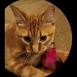 Thumbnail photo of Ginger #2