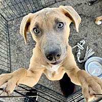 adopt a pet