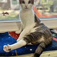 adopt a pet