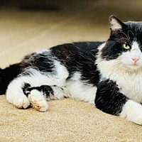 adopt a pet