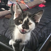 adopt a pet