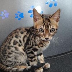 Photo of Bengal Kitten