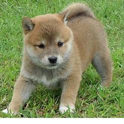 Photo of Shiba Inu puppy