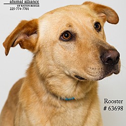 Thumbnail photo of Rooster  (Foster) #1