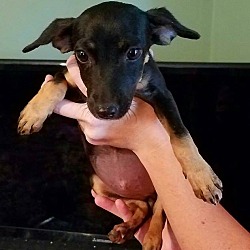 Thumbnail photo of Mini (adoption pending) #1