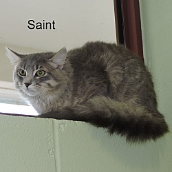 Thumbnail photo of Saint #2