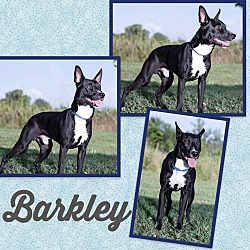 Thumbnail photo of Barkley #1