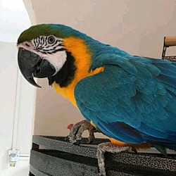 Photo of macaw