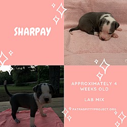 Thumbnail photo of Sharpay #1