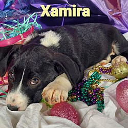 Thumbnail photo of Xamira #2