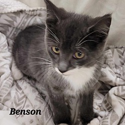 Photo of Benson
