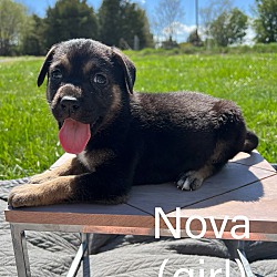 Thumbnail photo of Nova #3