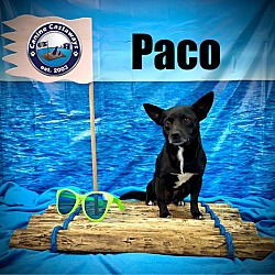 Thumbnail photo of Paco #3