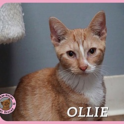 Thumbnail photo of Ollie #1