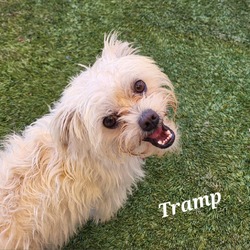 Thumbnail photo of Tramp #2