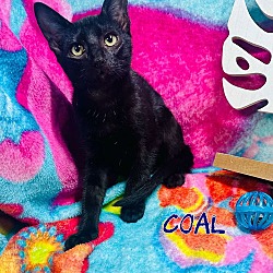 Thumbnail photo of Coal #1