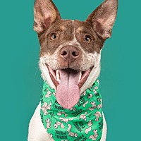 adopt a pet